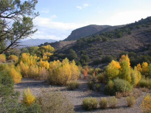 A semi-arid landscape with scattered trees and shrubs displaying autumn colors, set against rocky hills and a partly cloudy sky in the background.
